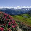 Alpenrosenblüte in den Allgäuer Alpen hat begonnen