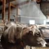 Allgäuer Landwirtschaft leidet unter der Hitze
