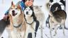 Marina Gröschl (32) aus Hindelang fährt mit ihren Huskys weltweit ganz vorne mit