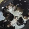 Tierhilfe im Ostallgäu: Wer ist zuständig für Fund-Katzen?