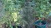 Hanf-Plantage in Marktoberdorf: Polizei ermittelt gegen Mann (26)
