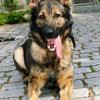 Freilaufender Hund sorgt für Schlägerei am Forggensee bei Schwangau