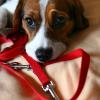 Ferienfreizeit Buchloe: Kinder müssen im Umgang mit Hunden viel beachten