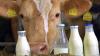 Milchpreis sinkt weiter: Landwirte leiden, Verbraucher profitieren