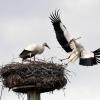 Im Unterallgäu ziehen 16 Storchenpaare 24 Jungvögel groß