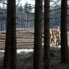 Raiffeisenbank Kempten-Oberallgäu druckt ab sofort Kontoauszüge auf Papier aus heimischen Wäldern