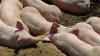 Buchloer Landwirtsehepaar Weber erinnert sich: Als Fleisch noch etwas besonders Wertvolles war