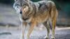 Wolf, Bär und Luchs: Werden große Raubtiere wieder im Allgäu heimisch?