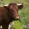 Lkw kollidiert bei Erkheim mit Rind