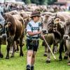Auftakt für die Viehscheid-Saison in Bad Hindelang am Donnerstag, 11. September 2014