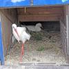 Zirkus Liberta in Immenstadt: Kuriose Liebesgeschichte zwischen Storch und Gans