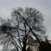 Trauermarsch für toten Baum in Füssen