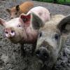 Tierschutz: Zahl der Anzeigen beim Veterinäramt Unterallgäu gestiegen