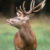 Zwei Wildfänge im Stillachtal in Oberstdorf geplant