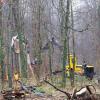 Die Polizei hatte die Baumbesetzer aufgefordert, das Waldstück zu verlassen.