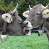 Original Braunvieh: Rasse im Allgäu gefährdet