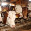 Tierquälerei: Staatsanwaltschaft ermittelt gegen Ostallgäuer Landwirt