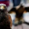 Polizei rettet Raubvogel von der Autobahn bei Durach