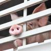 Nach einem Unfall bei Ulm sind 23 Schweine über die Bundesstraße geflüchtet. (Symbolfoto)