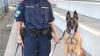 Einen mutmaßlichen Einbrecher spürte Polizeihund Safira nach nur elfminütiger Suche in Feldkirch auf.