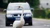 Gemütlich über die B10 gewatschelt sind am Donnerstagmittag zwei Schwäne bei Neu-Ulm. Damit ihnen nichts passiert, musste die Polizei kurzzeitig den Verkehr anhalten. (Symbolfoto)