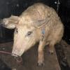Ungewöhnlicher Fund an der A3 nahe Bamberg: Ein Landwirt entdeckte ein herrenloses Wollschwein. Jetzt wird der Besitzer des zutraulichen Tieres gesucht.