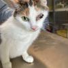 Schwerer Fall von "Animalhoarding" im Allgäu.