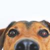 In Schlier (Landkreis Ravensburg) hat ein Hund einen Giftköder gefressen. Die Polizei ermittelt. (Symbolbild)