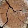 In Tirol ist ein Mann bei Baumfällarbeiten schwer verletzt worden. Ein Baum war beim Zerteilen abgerutscht und hat den 56-Jährigen mitgerissen. (Symbolbild)