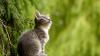 Im Landkreis Sigmaringen sind in letzter Zeit auffällig viele Katzen verschwunden. Auch wenn es keine Hinweise auf eine Straftat gibt, mahnt die Polizei Haustierbesitzer zu erhöhter Aufmerksamkeit und Vorsicht. (Symbolbild)