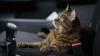 Seine schwerkranke Katze einfach auf der Straße ausgesetzt hat ein Autofahrer in Winterbach (Landkreis Günzburg)