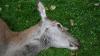 Bei Oberstdorf hat ein Jäger am Dienstagmorgen drei ausgenommene Rehkadaver entdeckt. Die Spuren vor Ort weißen eindeutig auf Jagdwilderei hin. Die Polizei sucht jetzt nach Zeugen. (Symbolbild)