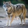 Symbolbild. Im Bregenzer Wald gibt es den Verdacht, dass ein Wolf ein Reh gerissen haben könnte.