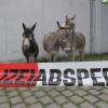 Die drei entlaufenen Tiere kamen im Dienststellenhof unter, bis der Besitzer sie abholte.