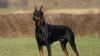 Ein Dobermann mit kupierten Ohren stürzte sich am Freitag in Neu-Ulm auf einen Chihuahua und tötete ihn. (Symbolfoto)