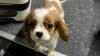 Diesen kleinen Hundewelpen haben Zöllner des Hauptzollamtes Singen sichergestellt und versorgt. Diesen kleinen Hundewelpen haben Zöllner des Hauptzollamtes Singen sichergestellt und versorgt.