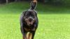Ein Rottweiler hat in Leipheim eine Frau angegriffen und verletzt. (Symbolbild)