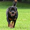 Ein Rottweiler hat in Leipheim eine Frau angegriffen und verletzt. (Symbolbild)