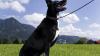 Ordnungsamt: Genügend Hundeklos in Marktoberdorf