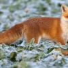 Jäger muss Fuchs auf Immenstädter Campingplatz erschießen