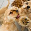 Auf den Hund gekommen: Immenstadt sucht Steuermogler