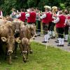 125 Schumpen beim Wengener Scheid