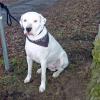 Nachdem Mann in Memmingen von Hund gebissen wurde: Verantwortliche Frau gibt falsche Personalien an