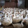 Vogelgrippe hält Experten und Betriebe im Unterallgäu in Atem