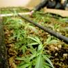 Polizei entdeckt mehrere Drogen-Verstecke mit 500 Gramm Marihuana und Haschisch von Drogendealer (22) aus dem Allgäu