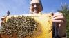Bienensterben: Die Lage im Allgäu ist nicht besorgniserregend