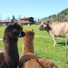 Mit flauschigen Alpakas rund um Pfronten wandern