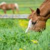 Tierquäler misshandelt Pferd in Winterrieden