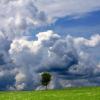 Unwetter: Bäume in Leutkirch teilweise entwurzelt
