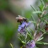 Bienenvolk in Kempten vernichtet